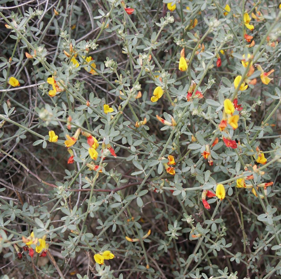 acmispon-glaber-15feb2004-1 acmispon-glaber-15feb2004-1