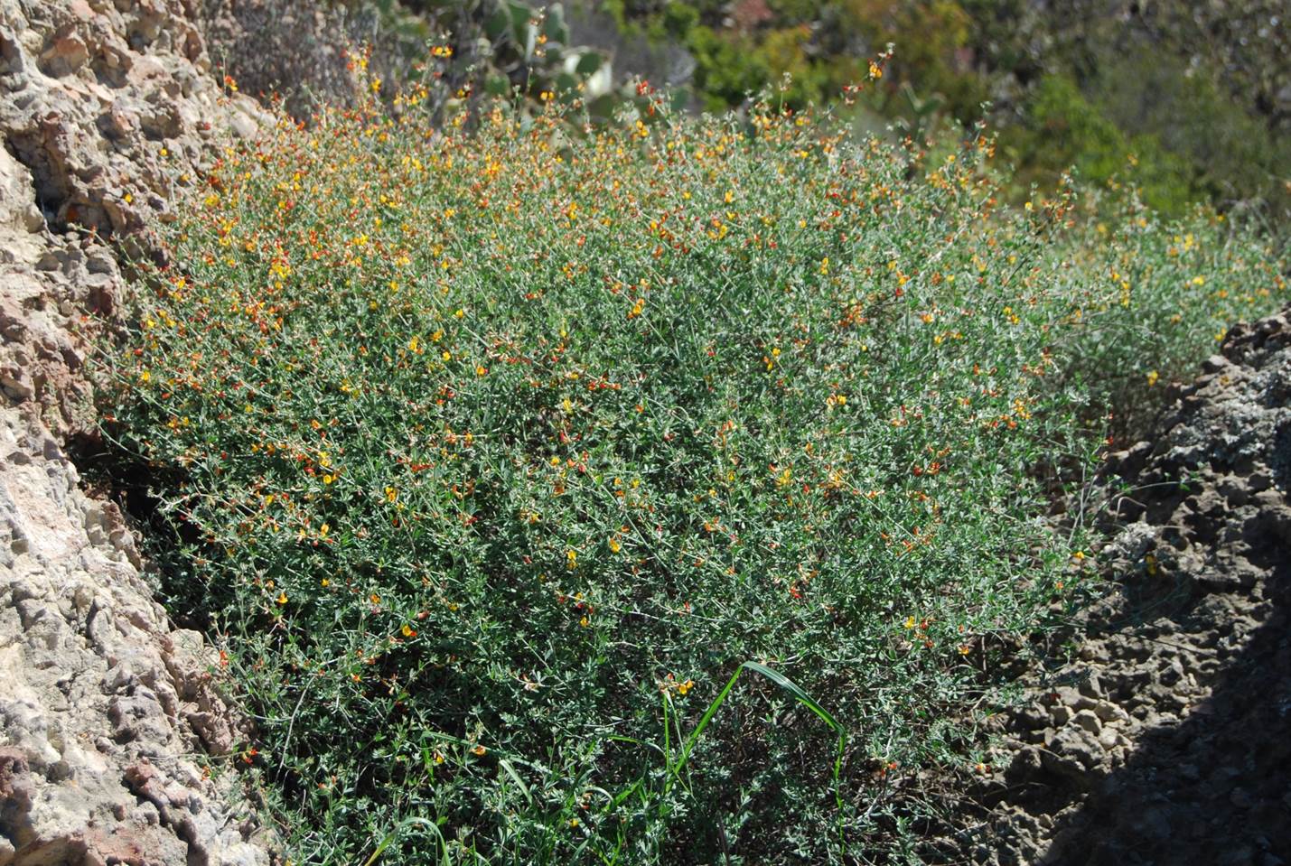 acmispon-glaber-27feb2013-1 acmispon-glaber-27feb2013-1