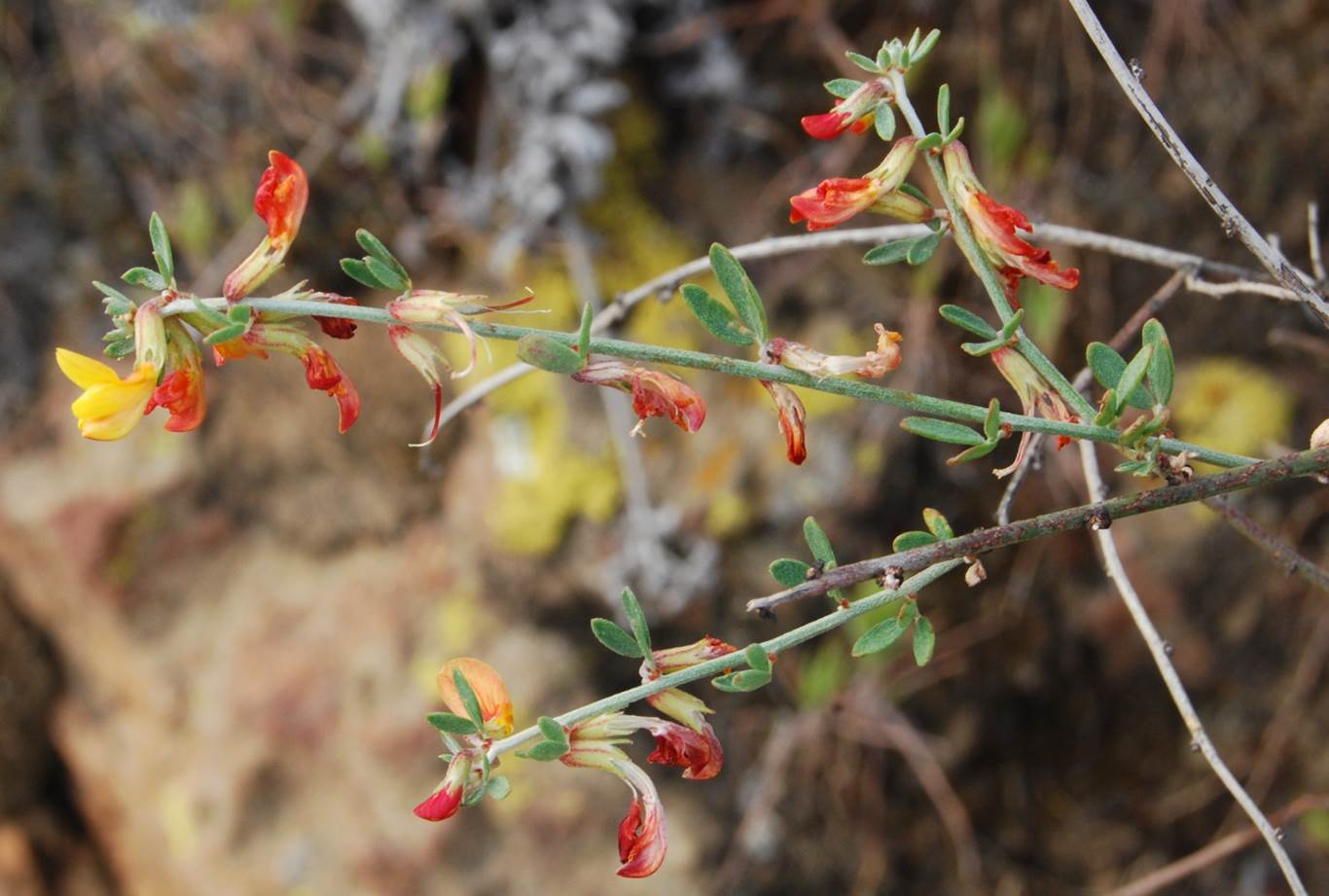 acmispon-glaber-7mar2013-2 acmispon-glaber-7mar2013-2