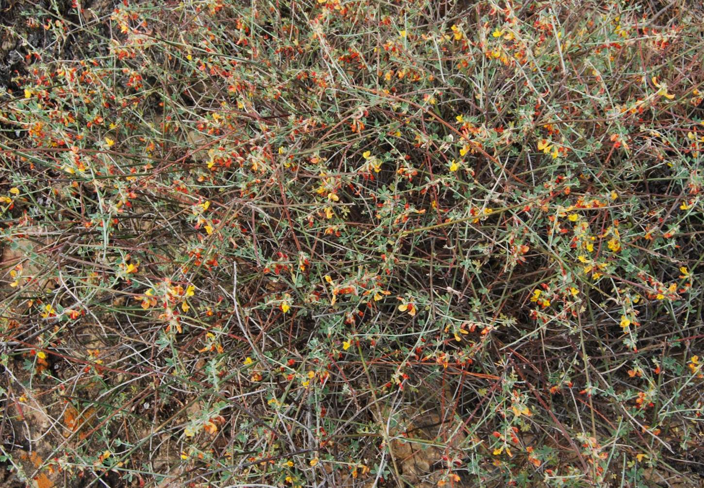 acmispon-glaber-7mar2013-3 acmispon-glaber-7mar2013-3