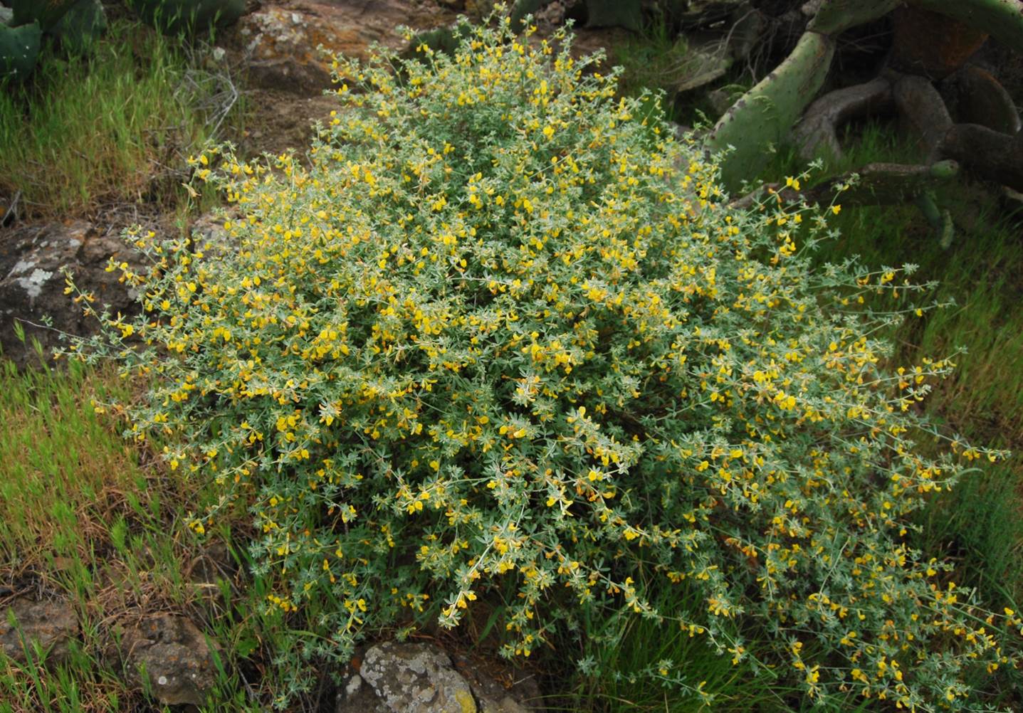 acmispon-glaber-7mar2013-4 acmispon-glaber-7mar2013-4