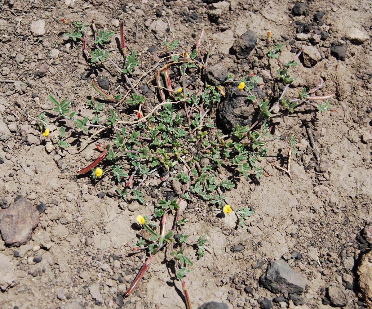 acmispon-strigosus-7may2014-3 acmispon-strigosus-7may2014-3