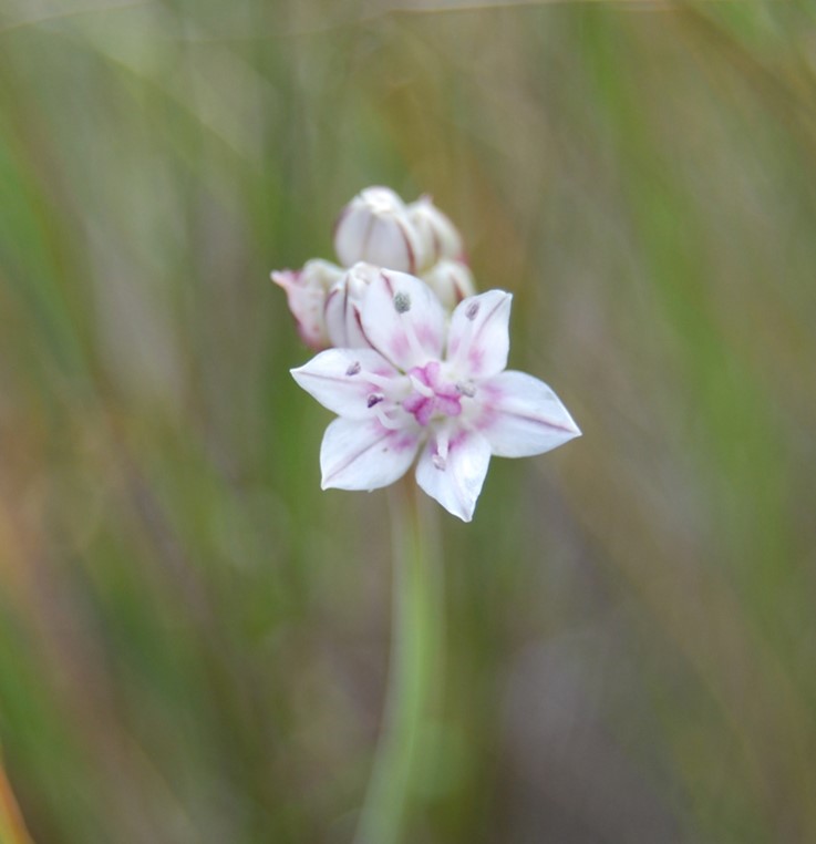 allium-haemotochiton-12apr2013-6
