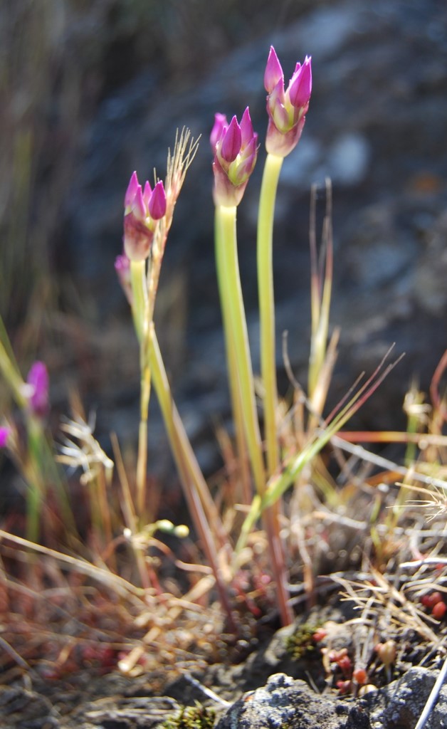 allium-peninsulare-10apr2013-3 allium-peninsulare-10apr2013-3