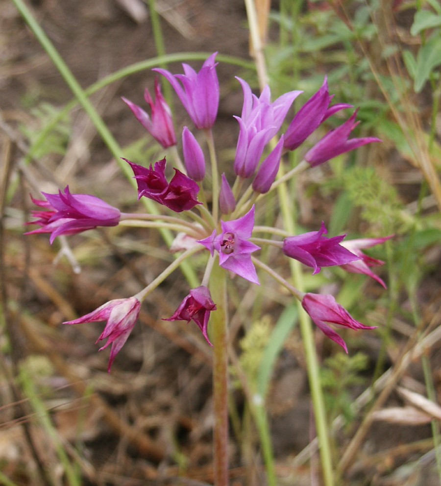 allium-peninsulare-12may2006-3 allium-peninsulare-12may2006-3