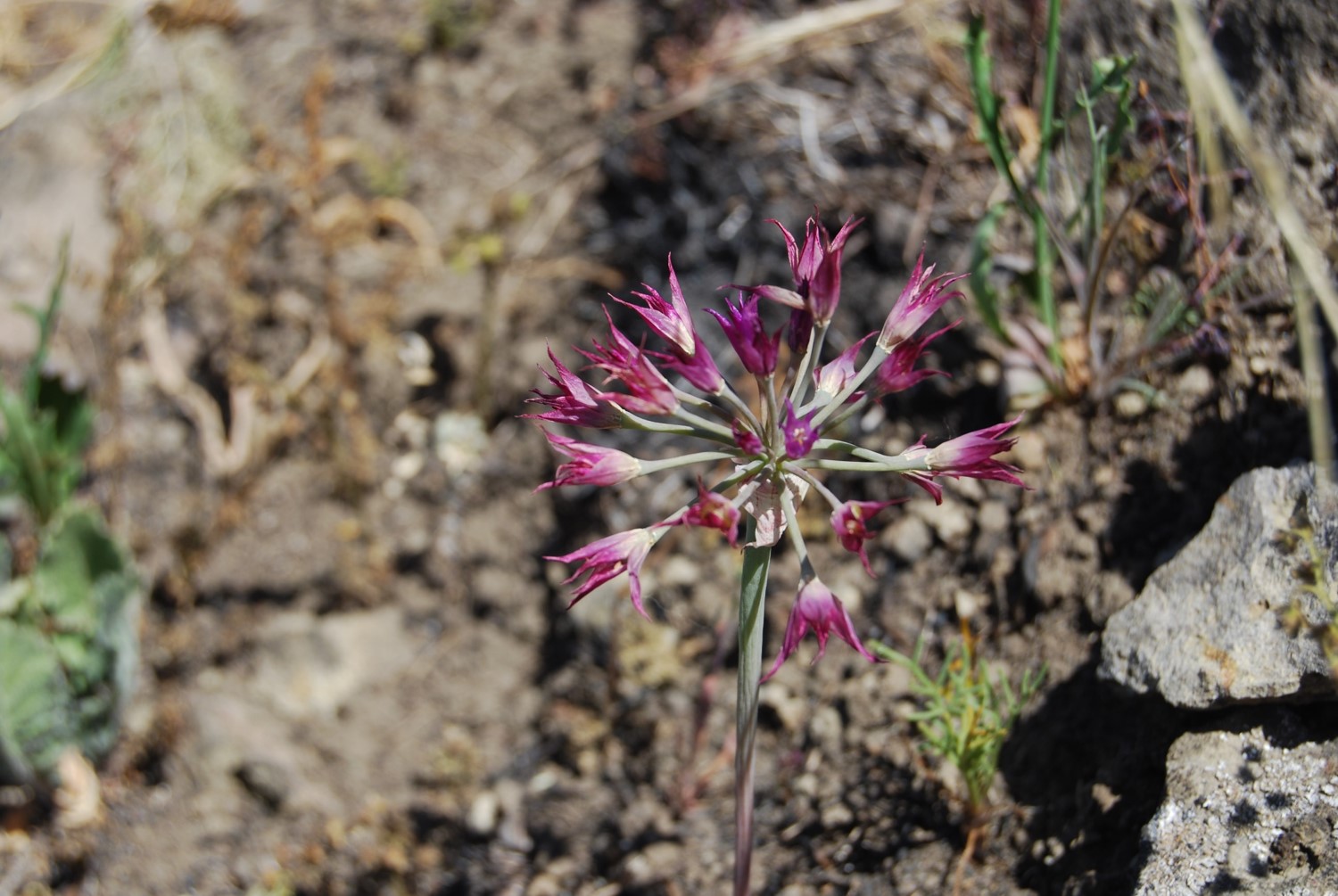 allium-peninsulare-12may2014-6 allium-peninsulare-12may2014-6