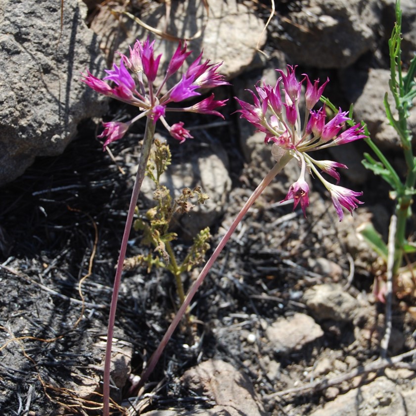 allium-peninsulare-12may2014-7 allium-peninsulare-12may2014-7