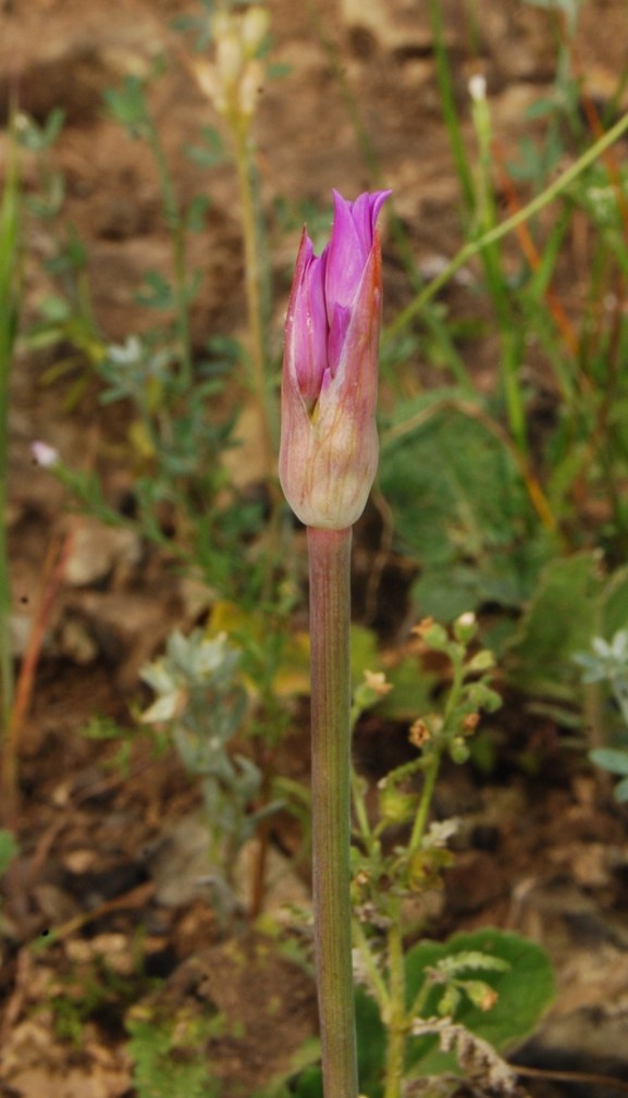 allium-peninsulare-18mar2015-1 allium-peninsulare-18mar2015-1