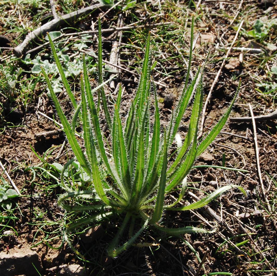 amsinckia-intermedia-20feb2013-3