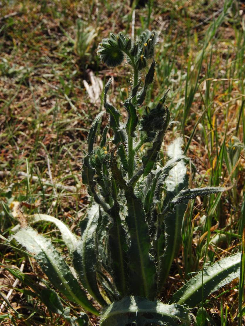 amsinckia-intermedia-27feb2013-10