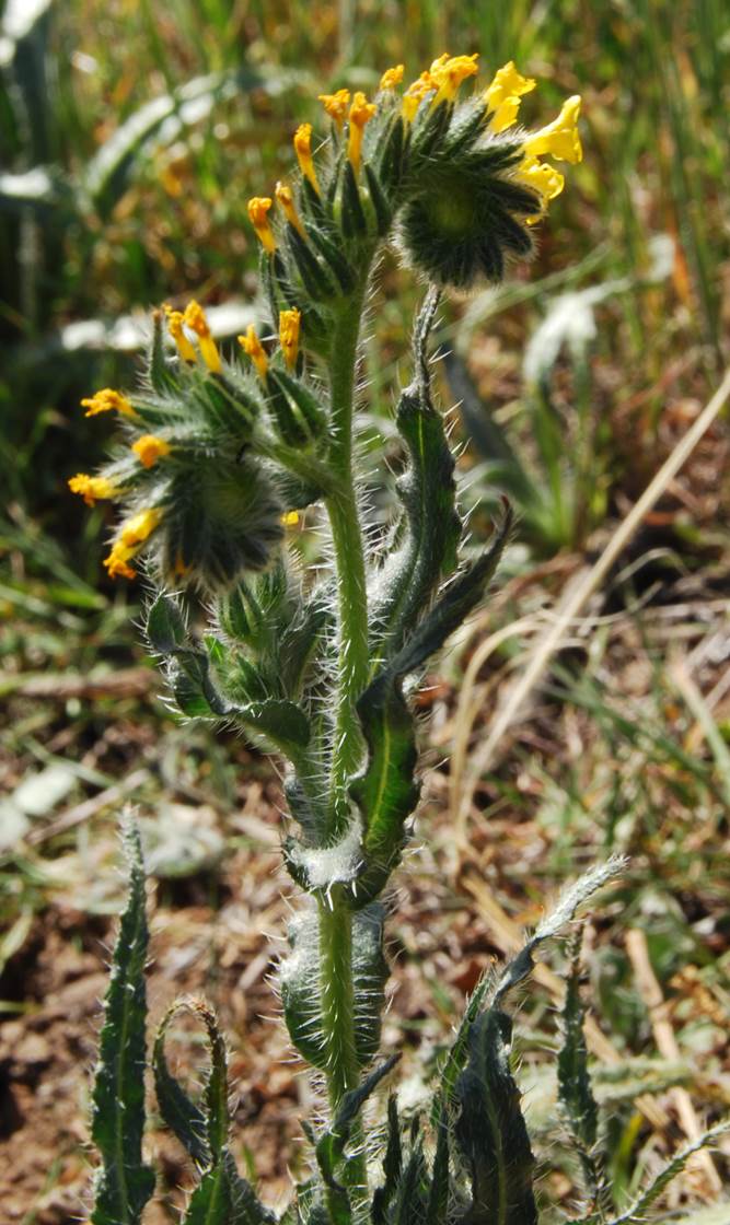 amsinckia-intermedia-27feb2013-7