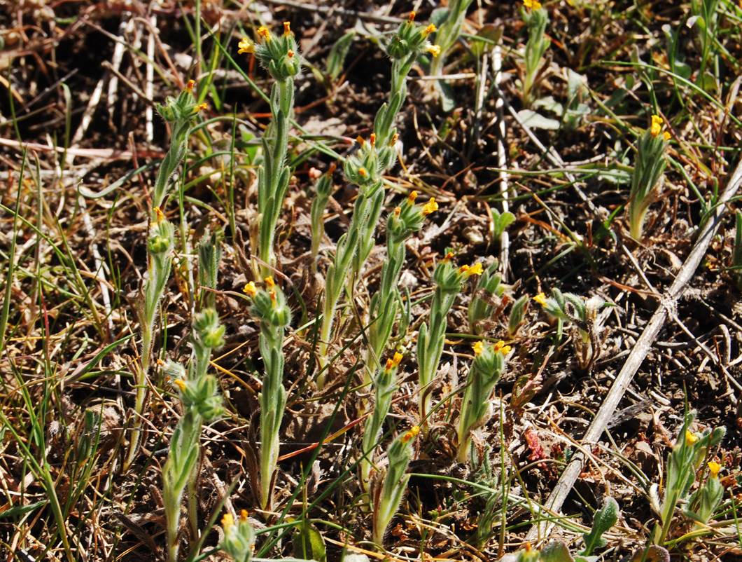 amsinckia-menziesii-20feb2013-13
