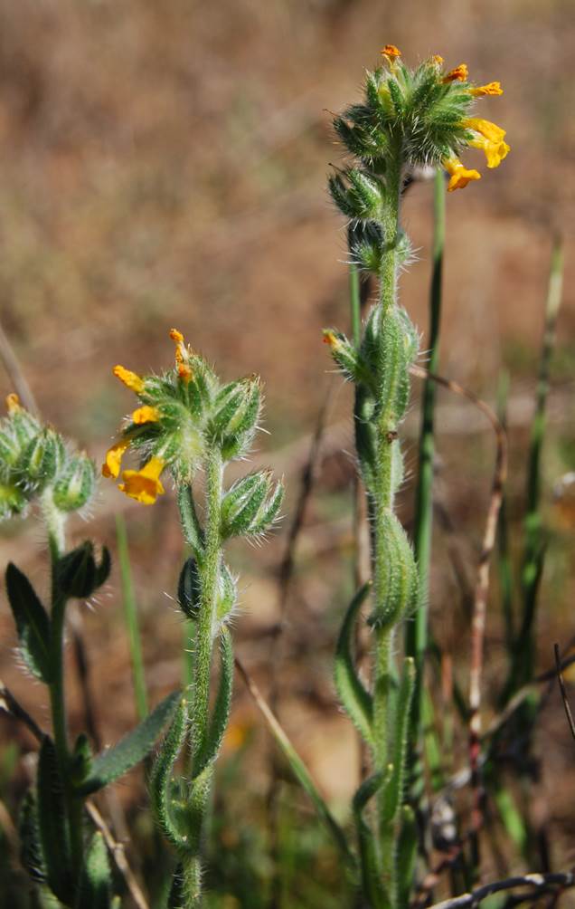 amsinckia-menziesii-20feb2013-2
