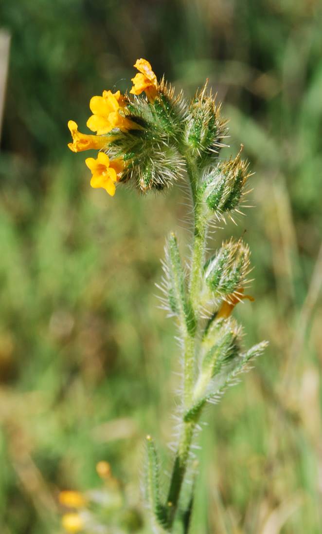amsinckia-menziesii-20feb2013-21