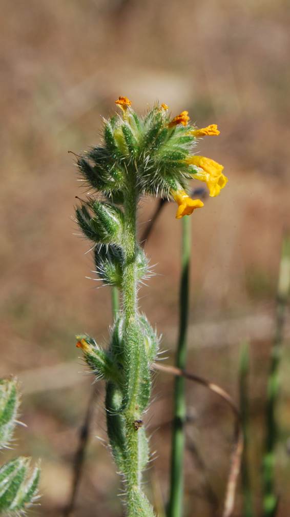 amsinckia-menziesii-20feb2013-4