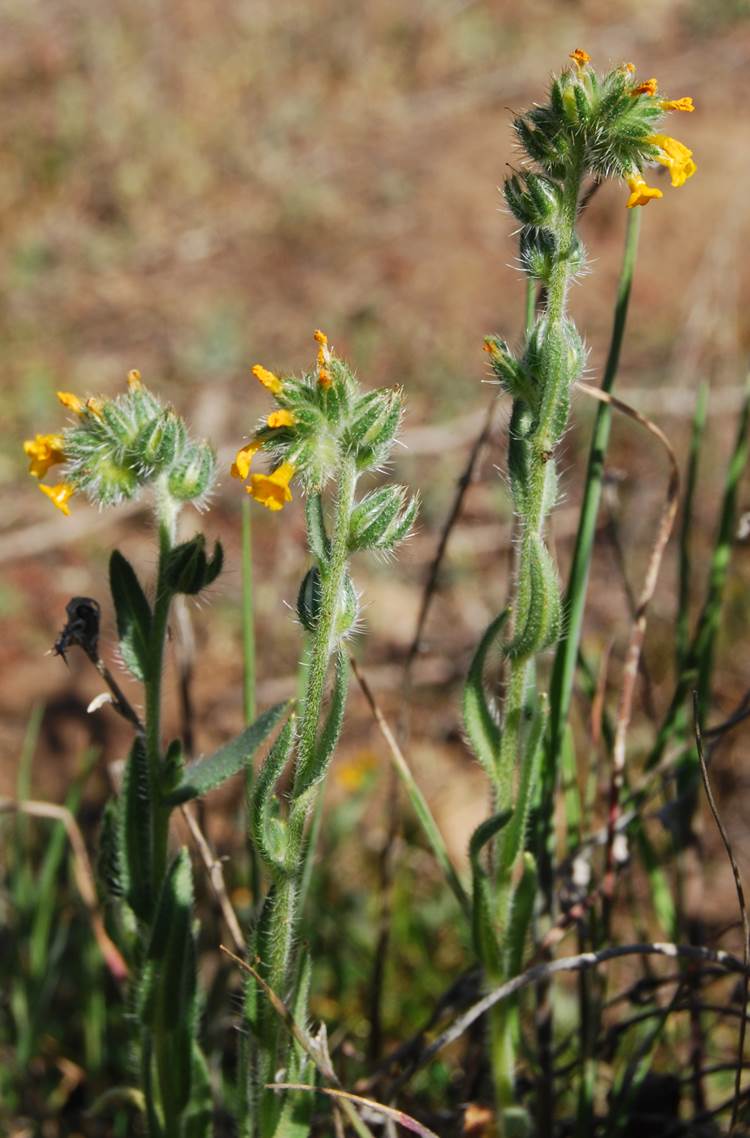 amsinckia-menziesii-20feb2013-8