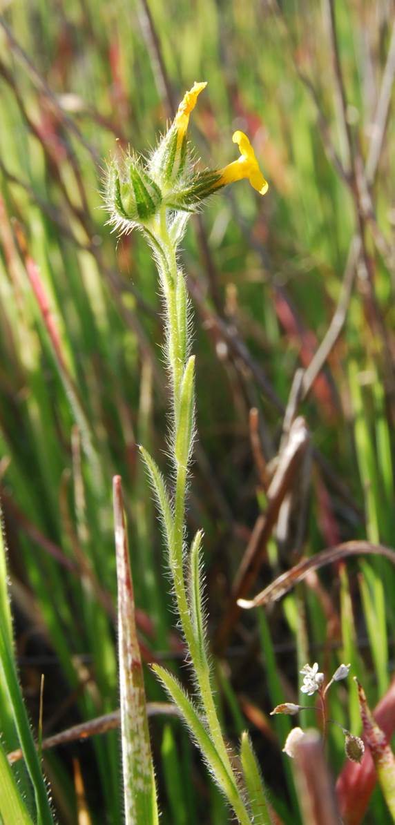 amsinckia-menziesii-21feb2013-12