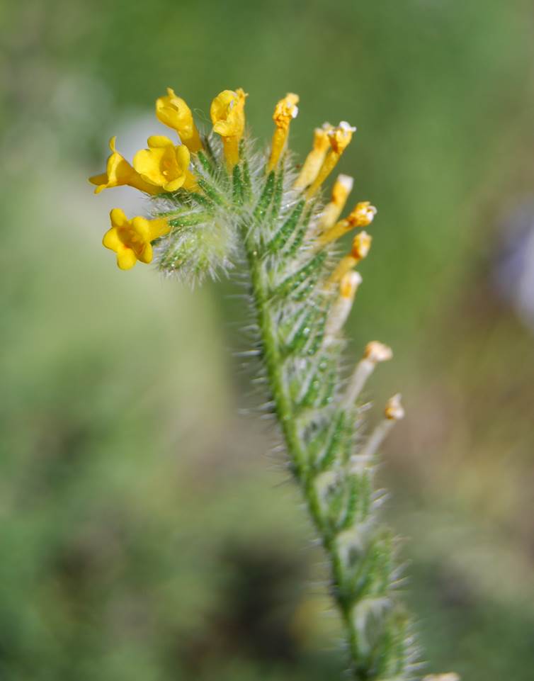amsinckia-menziesii-28mar2008-2