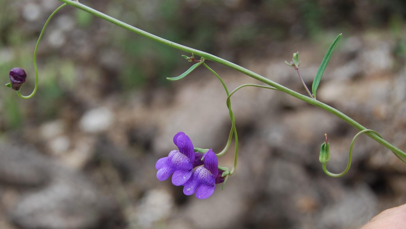 antirrhinum-kelloggii-9june2014-24