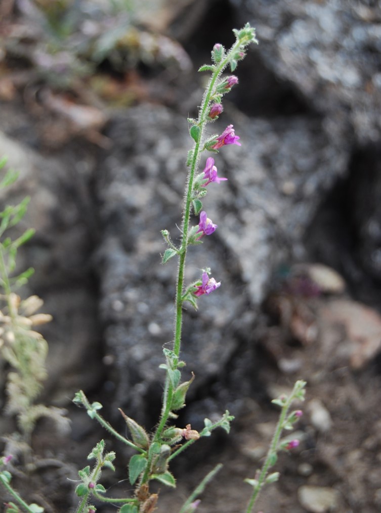 antirrhinum-nutt…allianum-18mar2015-1