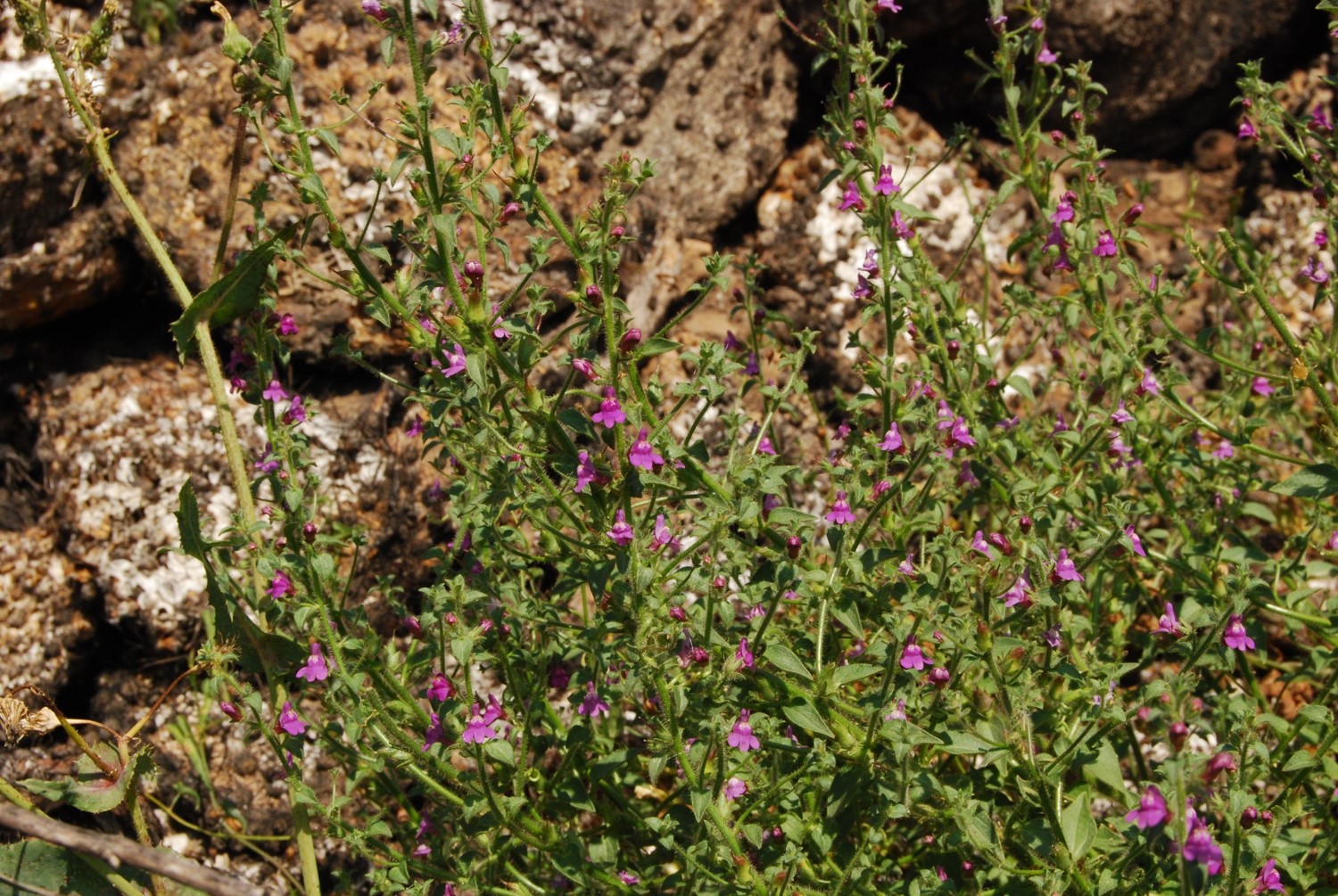antirrhinum-nutt…allianum-20mar2015-2