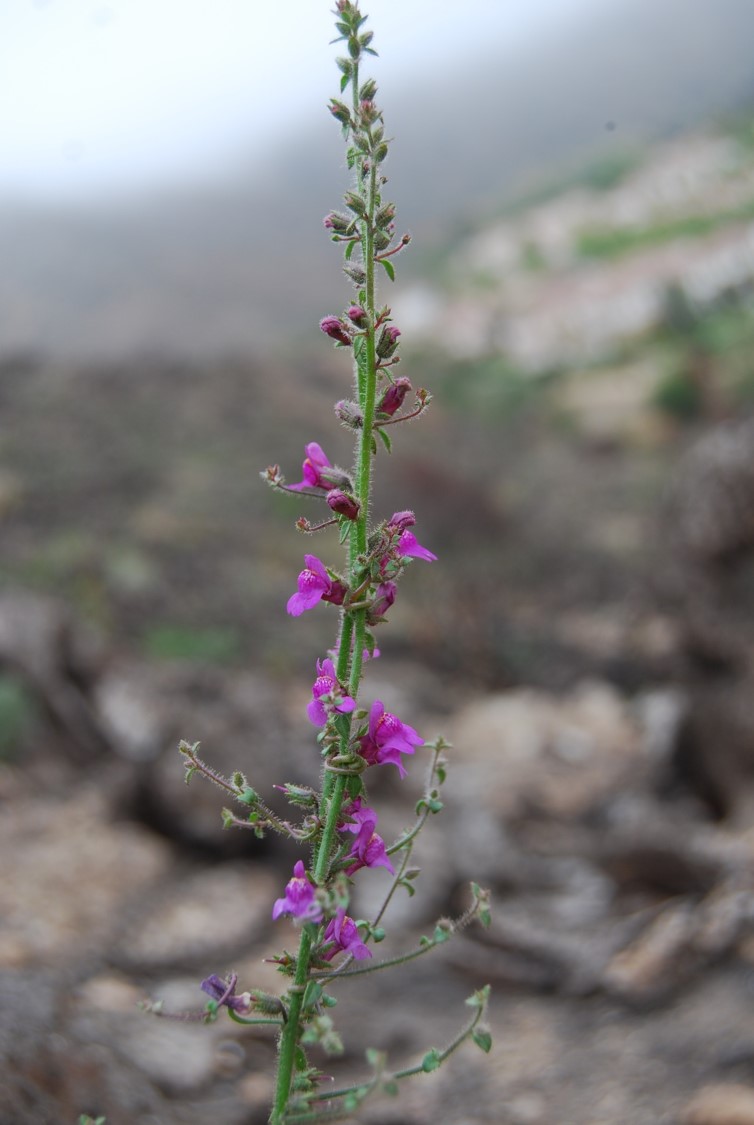 antirrhinum-nutt…llianum-9june2014-12