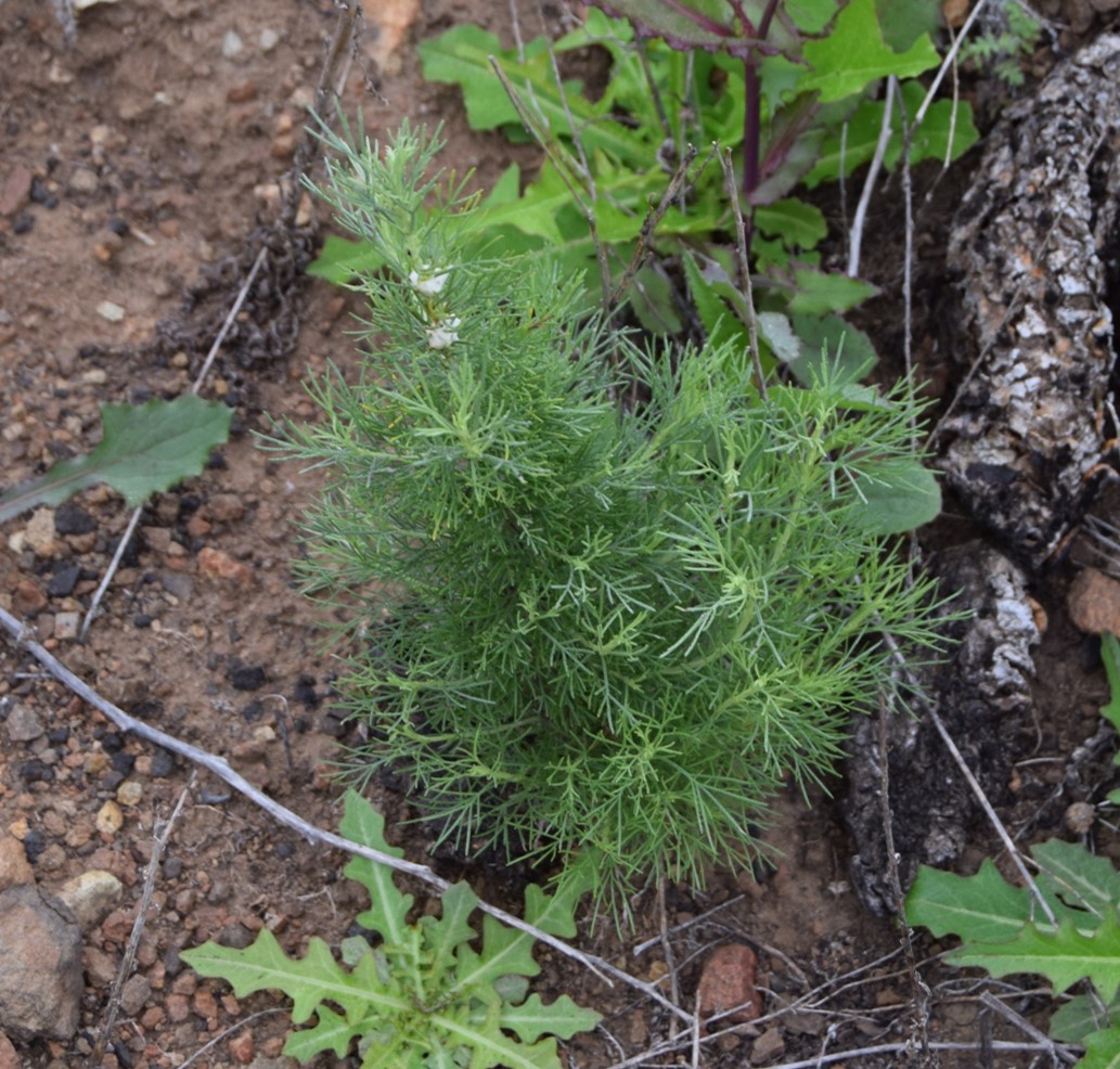 artemisia-californica-20mar2016-1