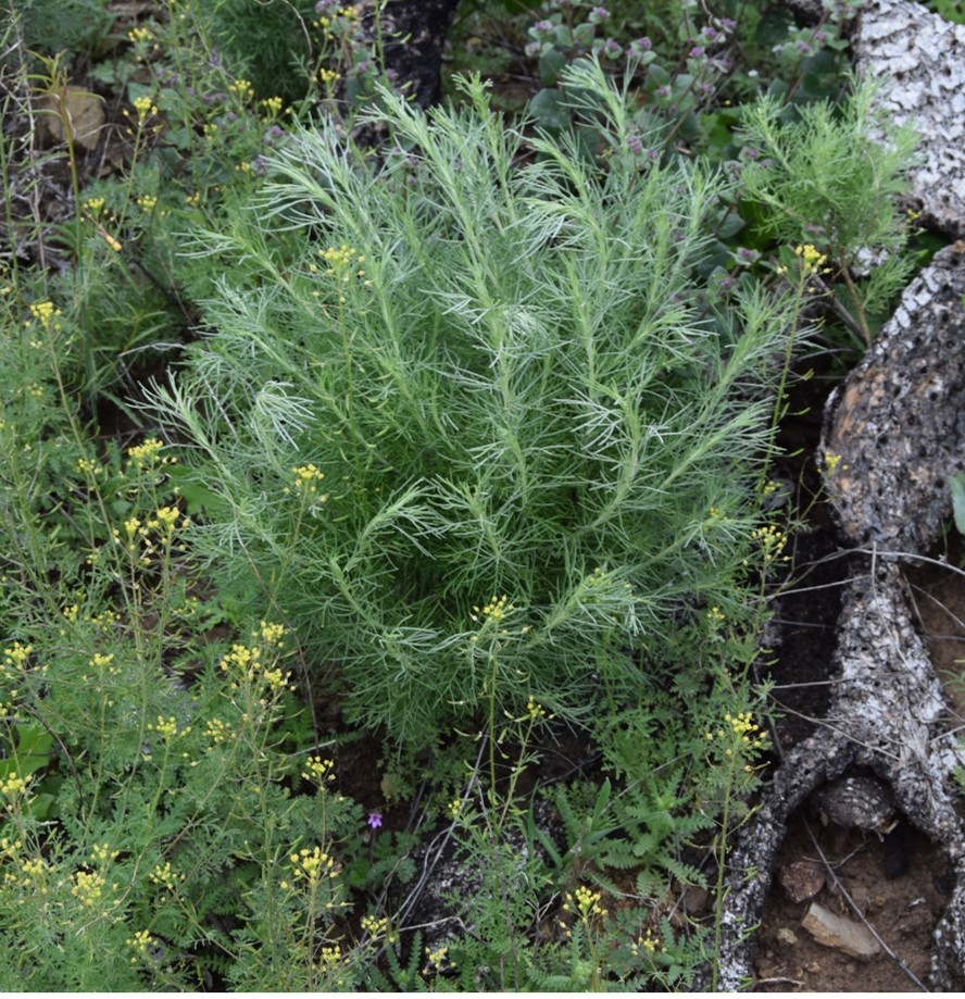 artemisia-californica-20mar2016-2