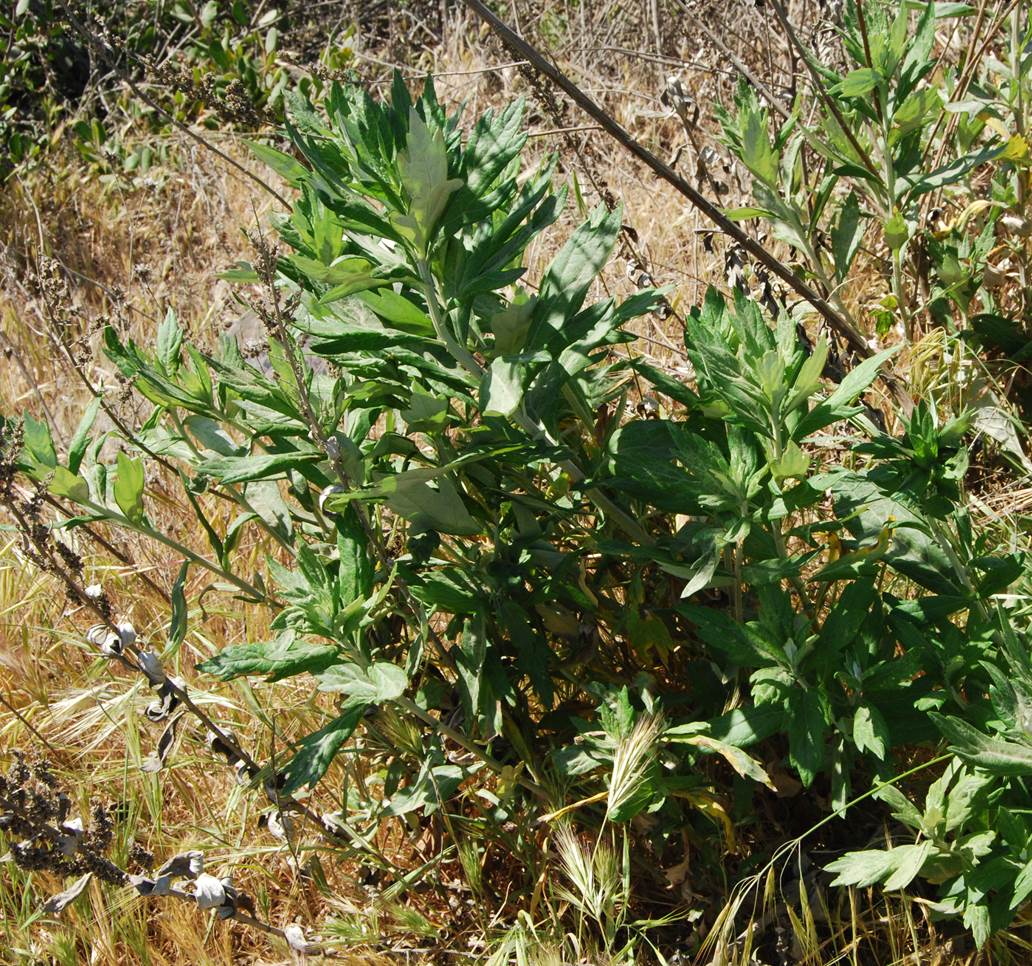 artemisia-douglasiana-11apr2013-9 artemisia-douglasiana-11apr2013-9