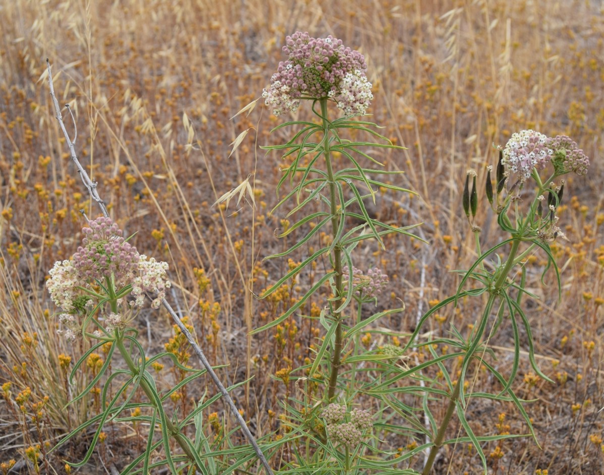 asclepias-fascic…ularis-12june2016-10 asclepias-fascic…ularis-12june2016-10