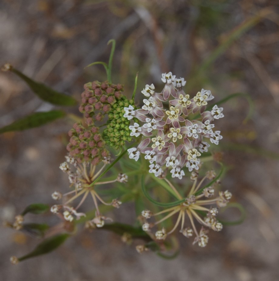 asclepias-fascic…ularis-12june2016-11 asclepias-fascic…ularis-12june2016-11