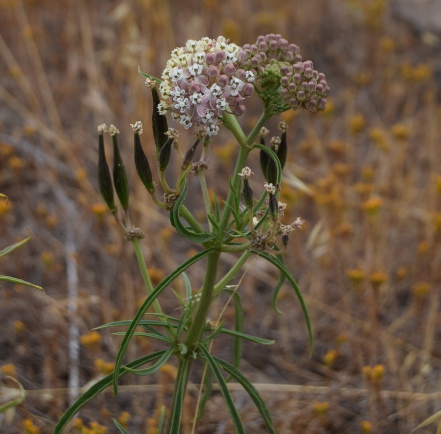 asclepias-fascicularis-12june2016-3 asclepias-fascicularis-12june2016-3
