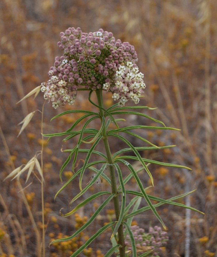 asclepias-fascicularis-12june2016-6 asclepias-fascicularis-12june2016-6