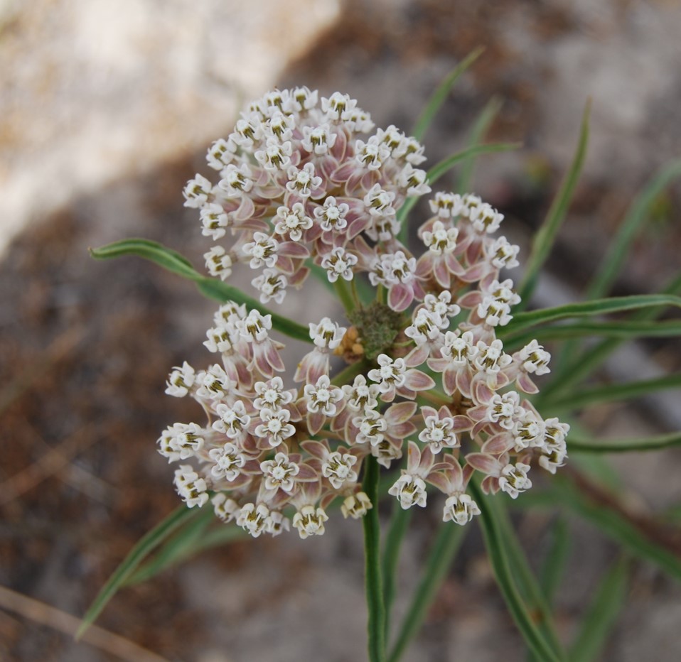 asclepias-fascicularis-20may2014-4 asclepias-fascicularis-20may2014-4