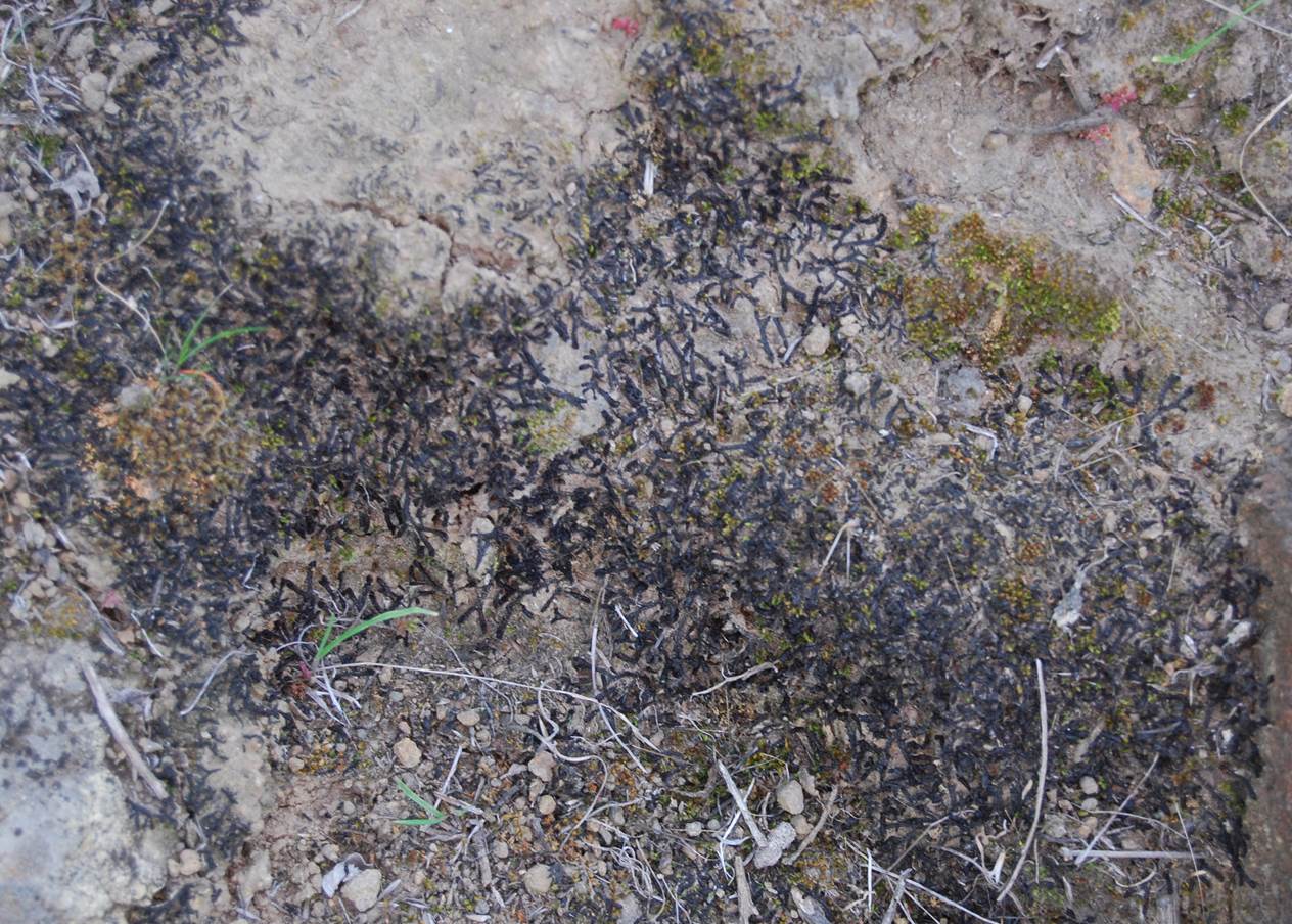 asterella-dry-2013-1