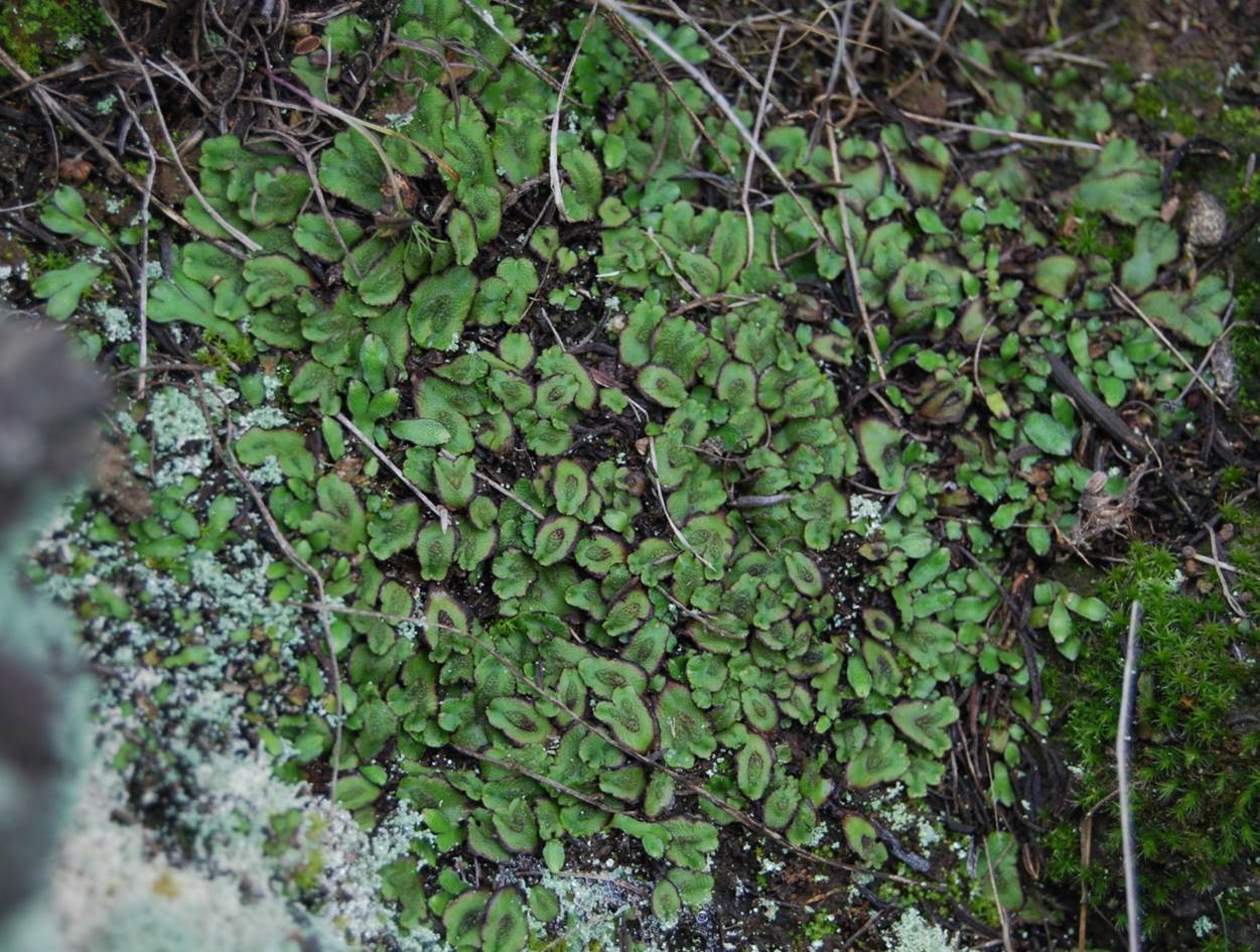 asterella-male-2013-1