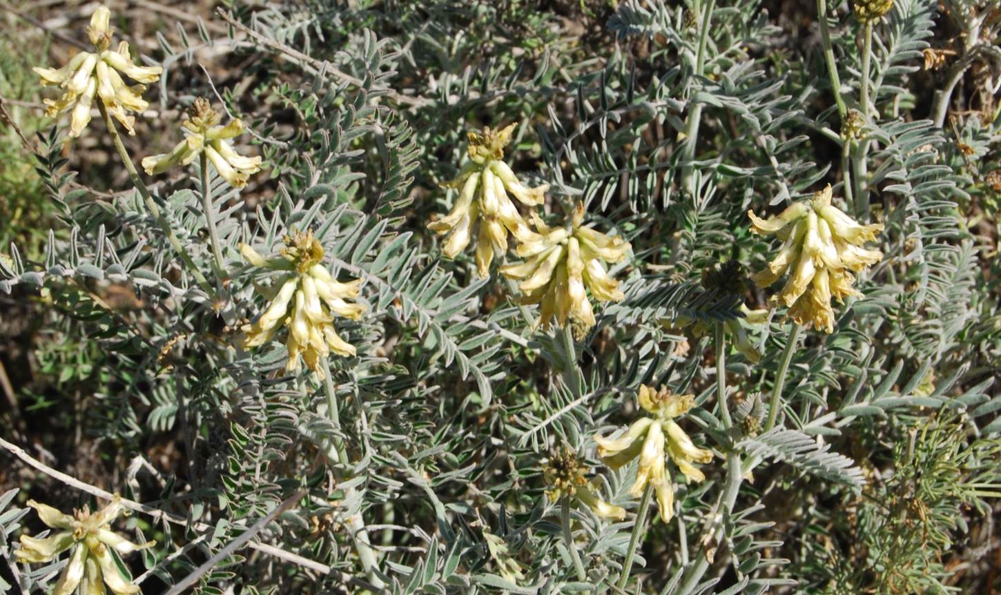 astragalus-trichopodus-20feb2013-6