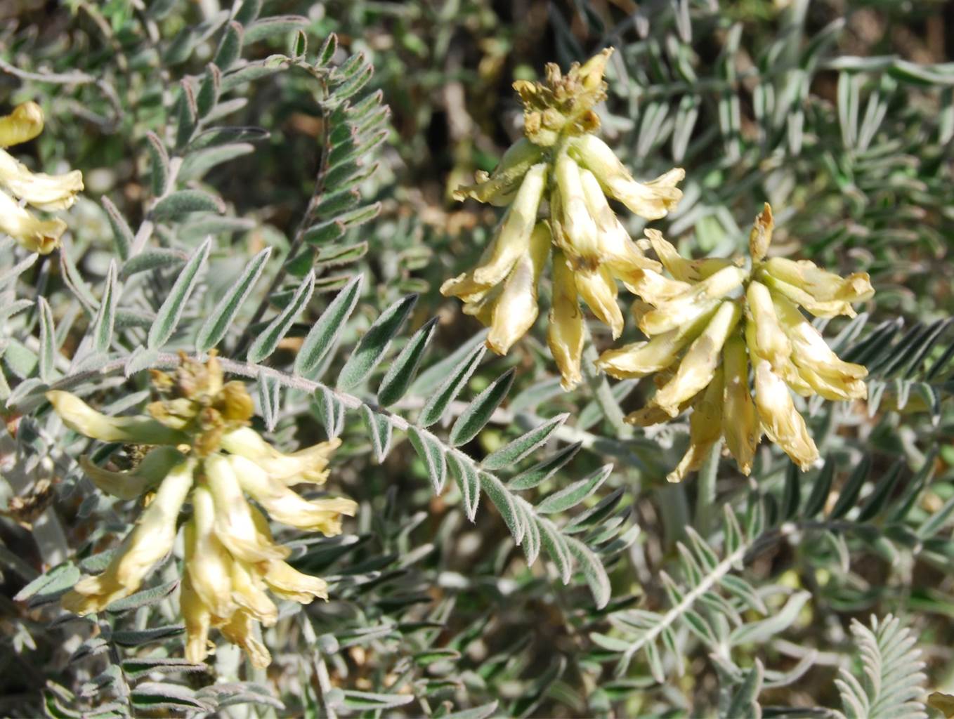 astragalus-trichopodus-20feb2013-8