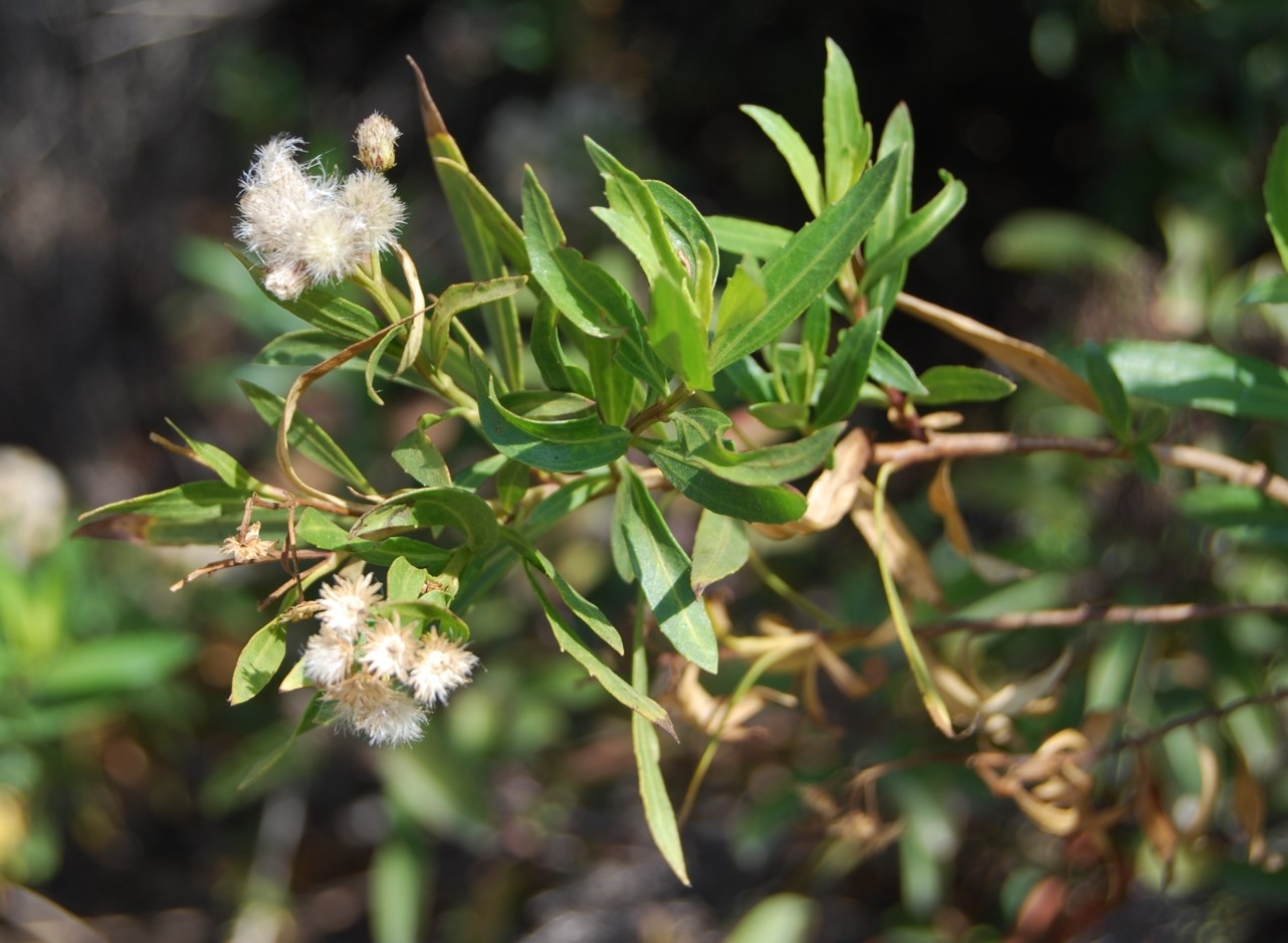 baccharis-salicifolia-23apr2013-6 baccharis-salicifolia-23apr2013-6
