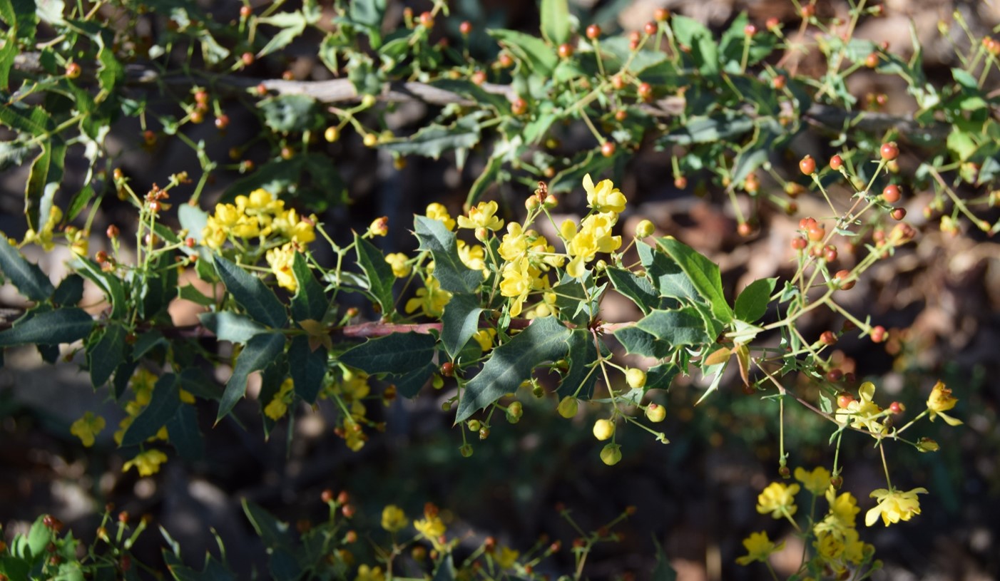 berberis-nevinii-16mar2016-15