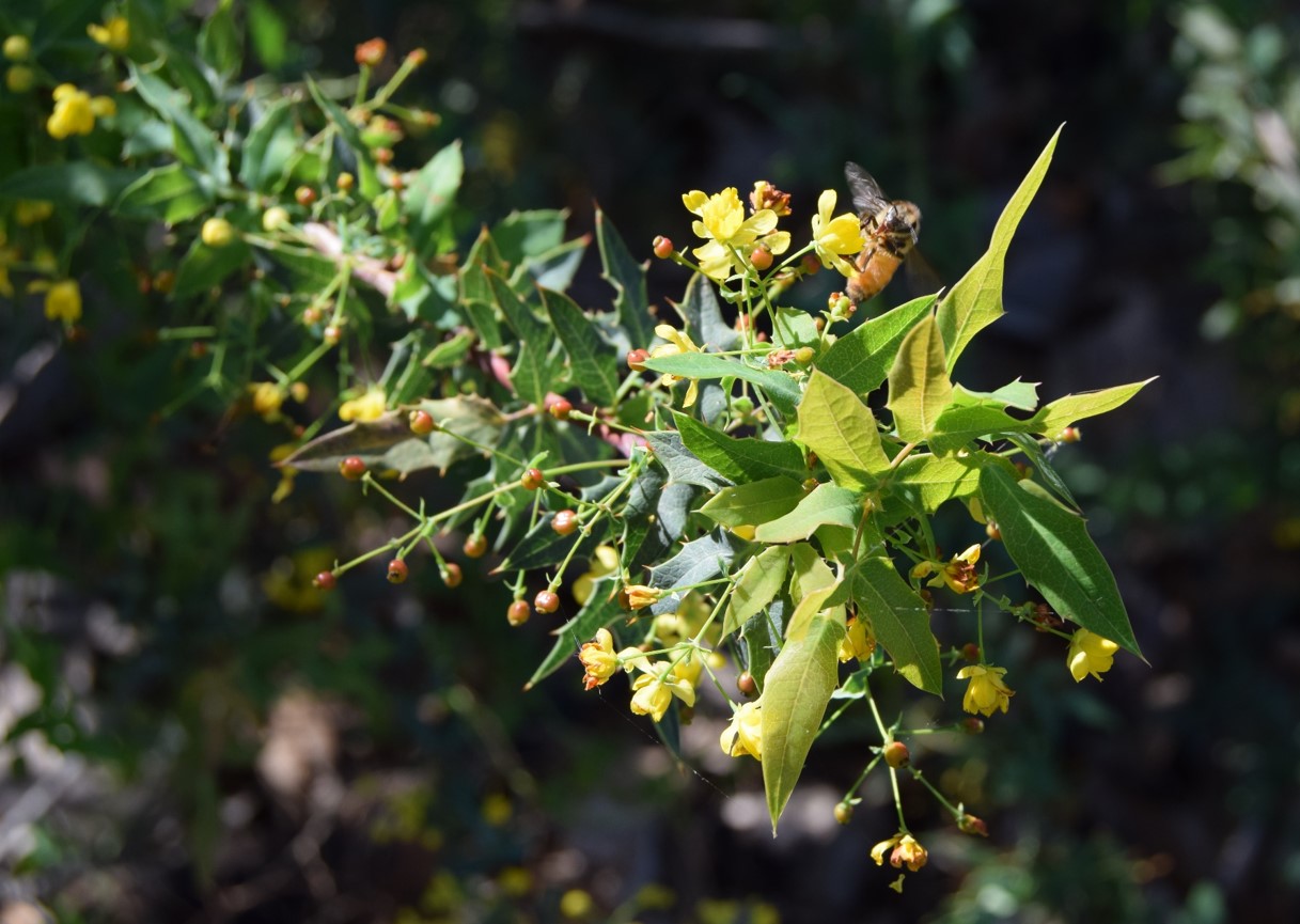 berberis-nevinii-16mar2016-16 berberis-nevinii-16mar2016-16