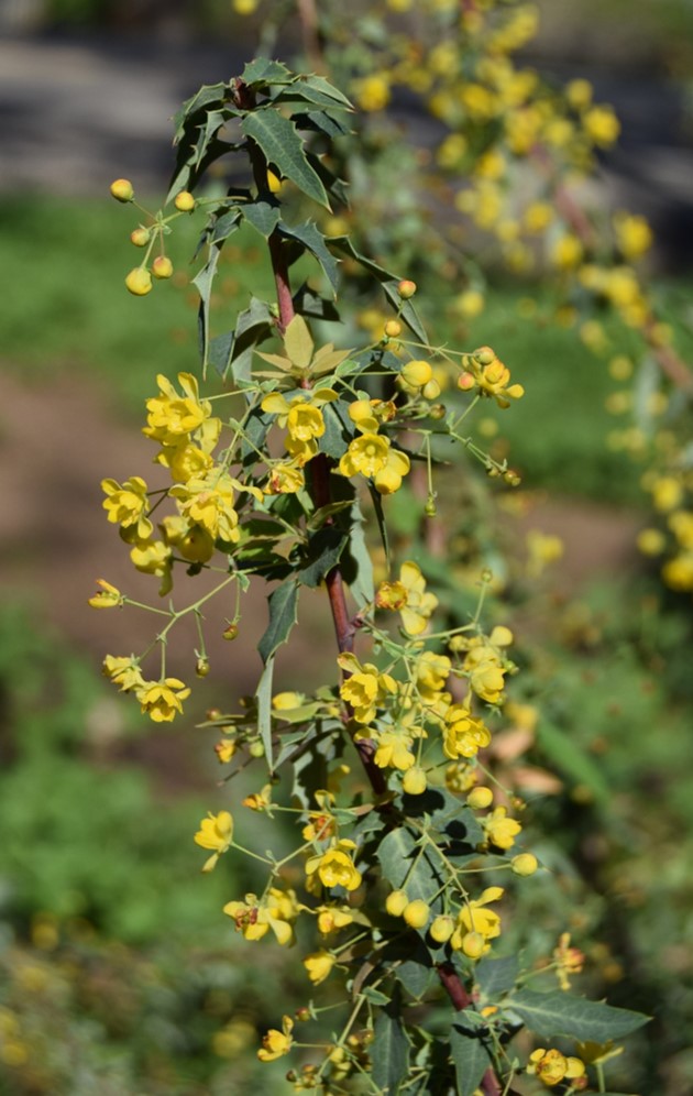 berberis-nevinii-16mar2016-35 berberis-nevinii-16mar2016-35