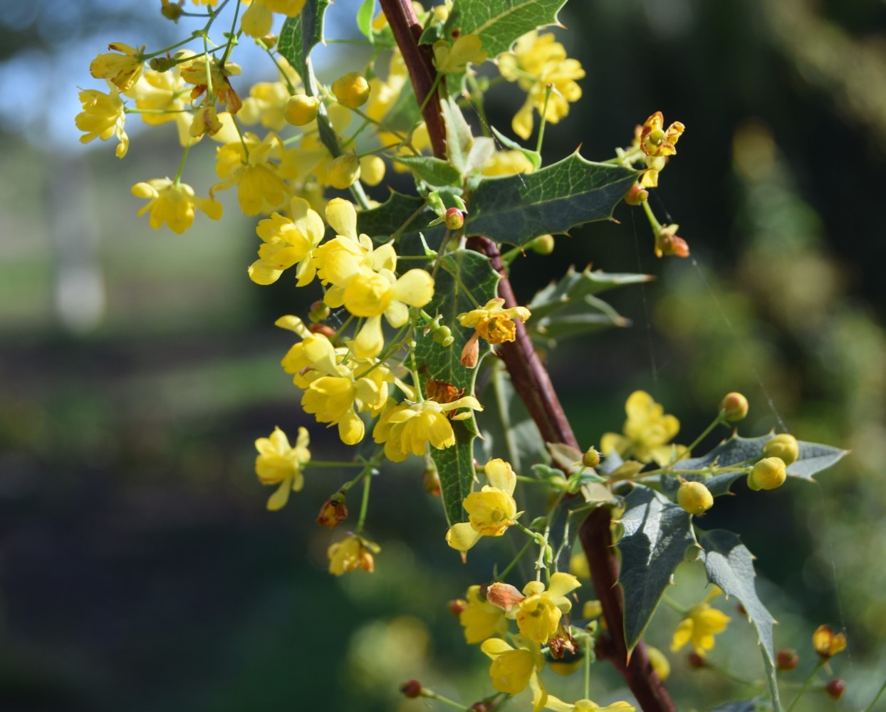 berberis-nevinii-16mar2016-4 berberis-nevinii-16mar2016-4