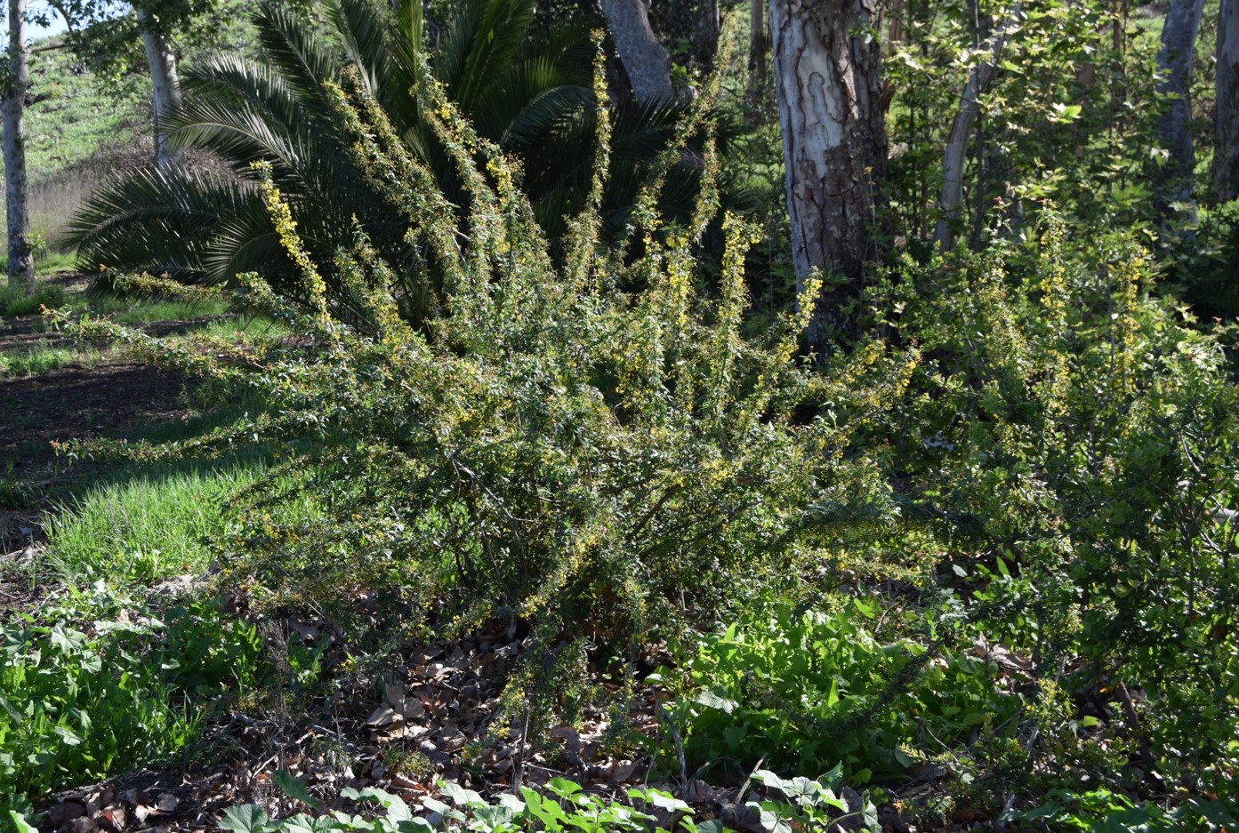berberis-nevinii-16mar2016-40 berberis-nevinii-16mar2016-40