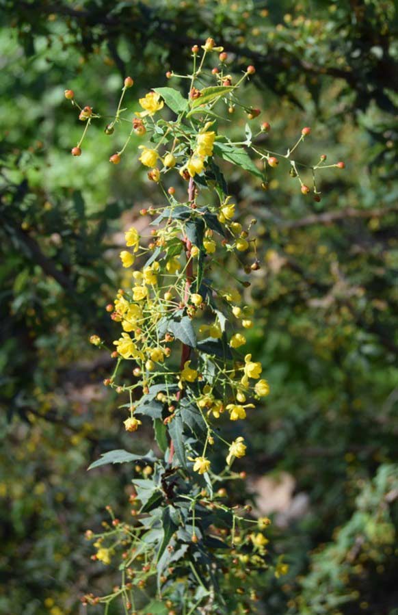 berberis-nevinii-16mar2016-9 berberis-nevinii-16mar2016-9