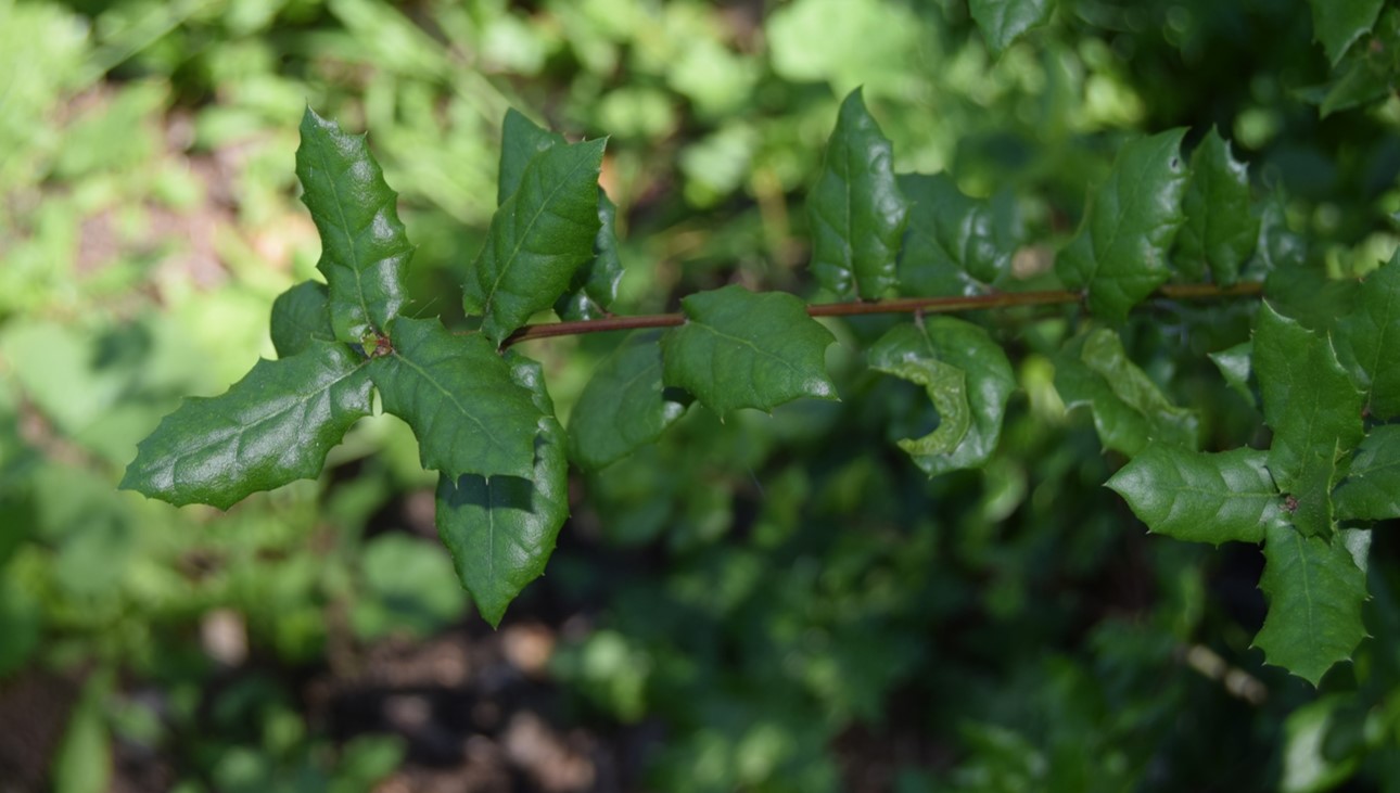 berberis-nevinii-24mar2016-2 berberis-nevinii-24mar2016-2