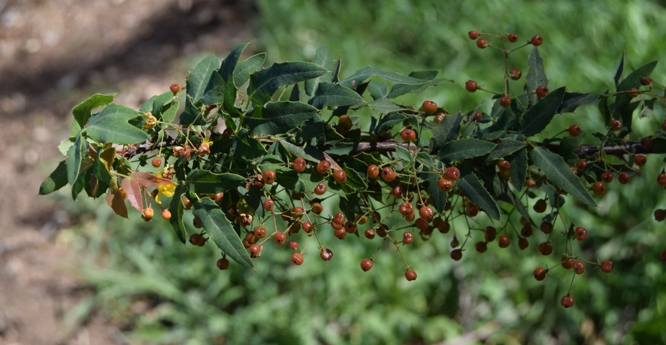 berberis-nevinii-24mar2016-7 berberis-nevinii-24mar2016-7