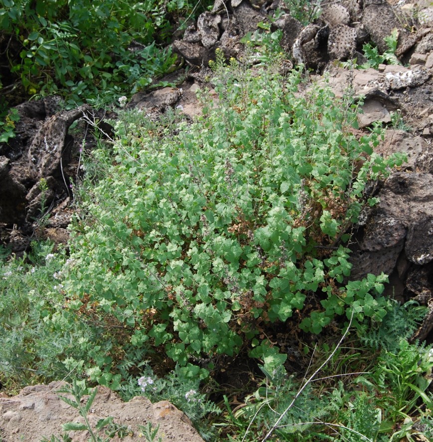 brickellia-californica-20feb2015-2