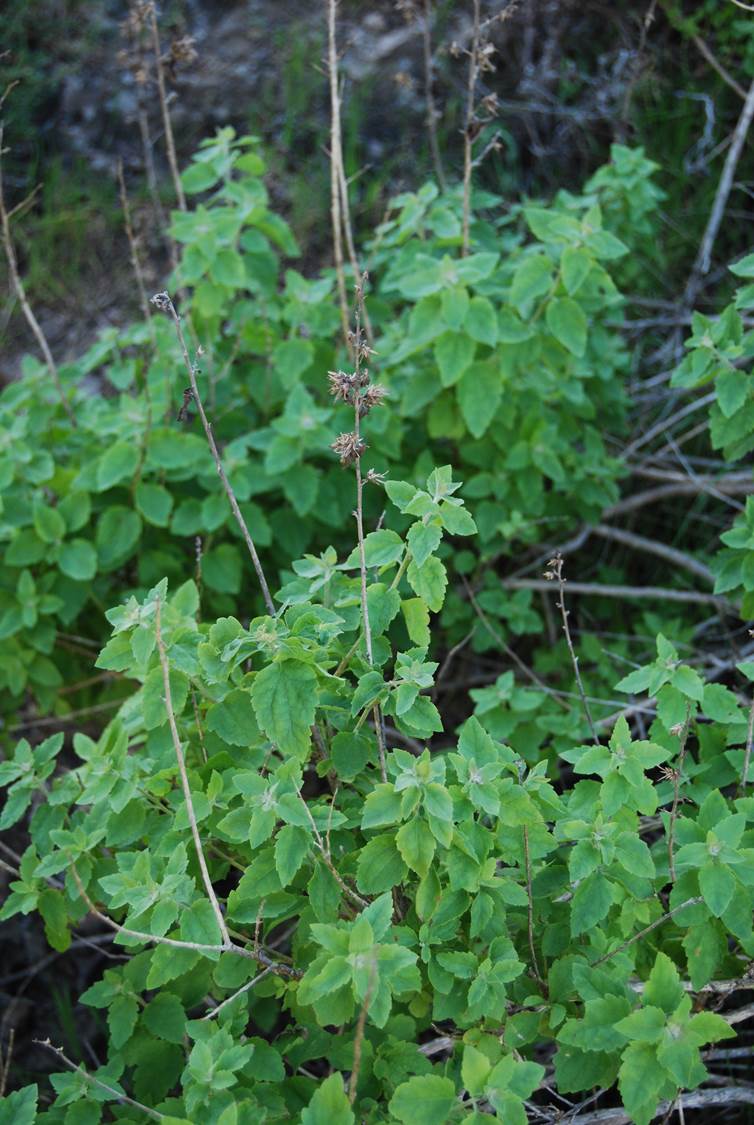 brickellia-californica-27feb2013-2