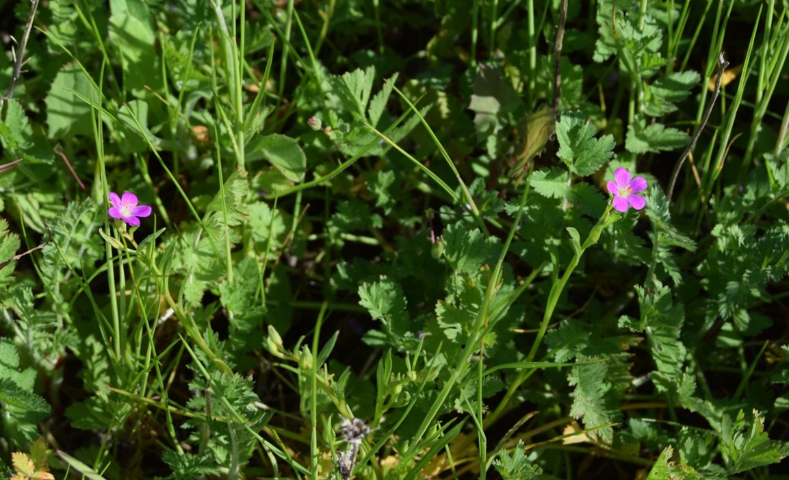 /calandrinia-10mar2016-8